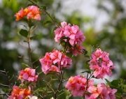 pink bougainvillea flowers