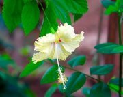 two-colored hibiscus flower