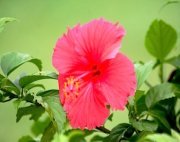 pink hibiscus flower