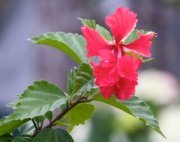 hibiscus flower