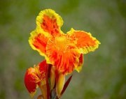 bright colored canna flowers