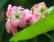 small pink flowers