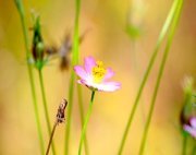 daisy flower