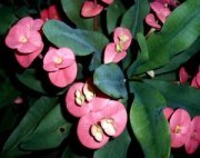 pinkish euphorbia flowers