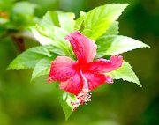 pink hibiscus