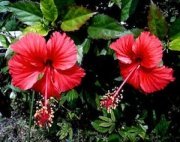 red hibiscus