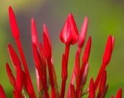 bright red ixora buds