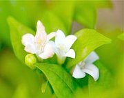 white jasmine flowers