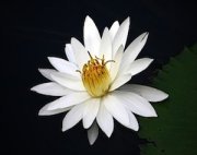 white lily flower