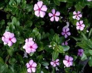 madagascar periwinkle flowers