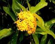 orange ixora flowers