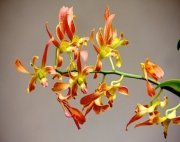 brownish red orchids