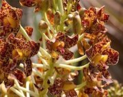 tiger-striped orchids