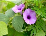 purple morning glory flowers