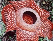 rafflesia