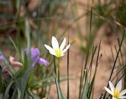 rain lily flowers