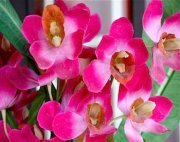red colored orchids