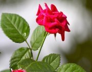 red rose flower