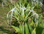 spider lily white flowers