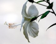 side-view of white hibiscus flower