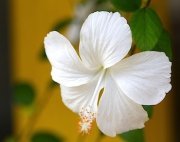 white colored hibiscus