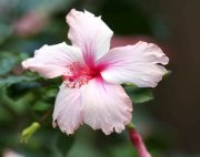 white and pink hibiscus
