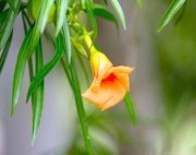 yellow oleander flower