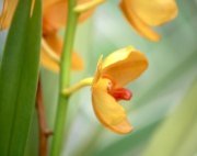 yellow orchid flower