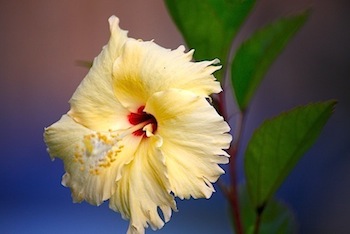 malayian red hibiscus