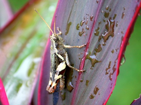brownish grass-hopper picture