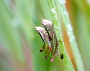 picture of grass-hoppers mating