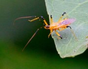 photo of a malaysian assassin bug