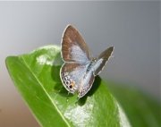 photo of a malaysian butterfly