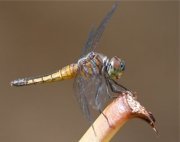 photo of a malaysian dragonfly