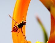 picture of a fruit fly found in malaysia