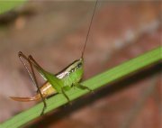 malaysian grasshopper picture