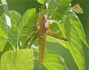picture of a katydid found in malaysia