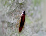 forest cockroach at jebak puyuh