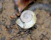 a snail shell at jebak puyuh