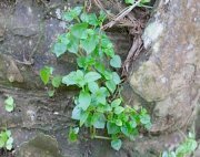 small plants at jebak puyuh limestone hill