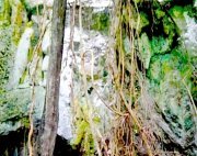 vines hanging along limestone hill at jebak puyuh