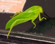 picture of a malaysian katydid
