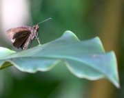 chocolate demon butterfly at lake kenyir