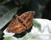 butterfly found at lake kenyir in malaysia