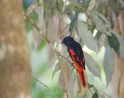 scarlet minivet bird seen at malaysia lakes