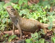 picture of garden fence lizard