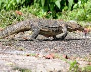 photo of bengal or clouded monitor lizard