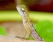 garden fence lizard found in malaysia