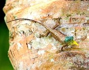 photo of a Malaysian gliding or flying lizard