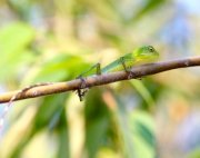 picture of green crested lizard found in Malaysia